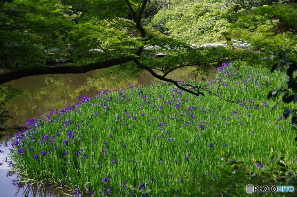 カキツバタⅢ