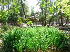 花菖蒲のある風景～唐招提寺～