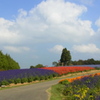 Herb　Garden。