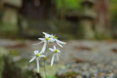 R0004193