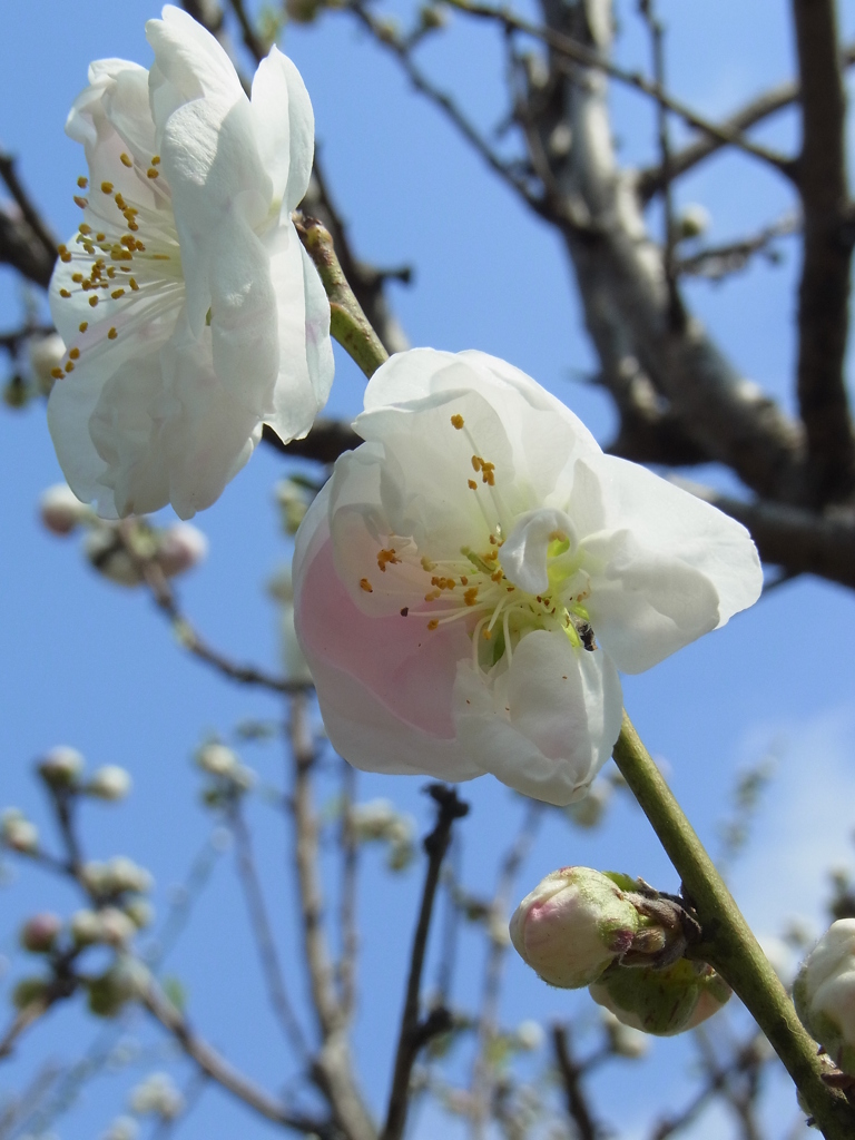 かわいい桜。