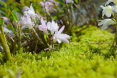 R0005077