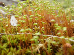 苔の森。