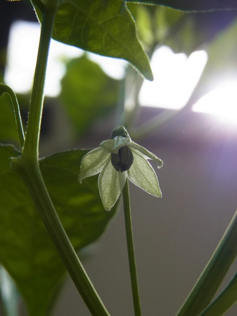 トウガラシの花。