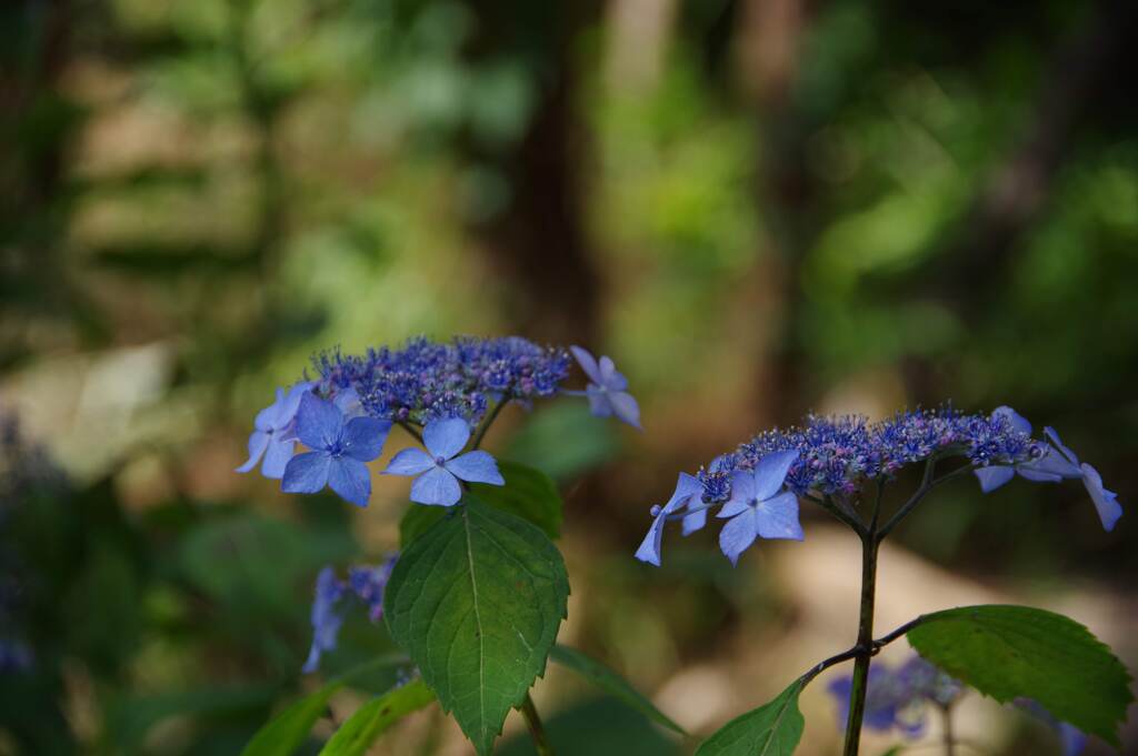 IMGP3255