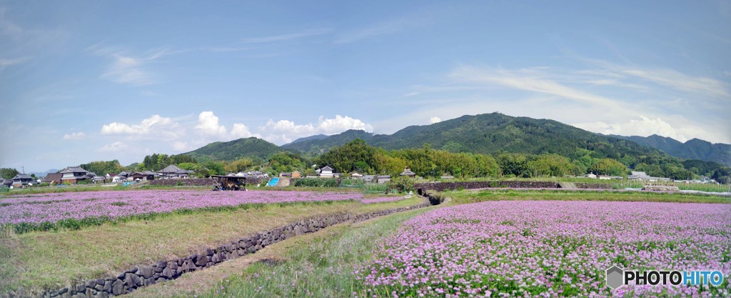 甘樫　レンゲ畑