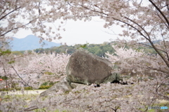 IMGP2368
