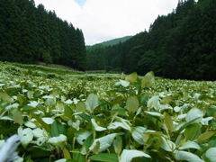 半夏生。