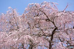 本郷の瀧桜