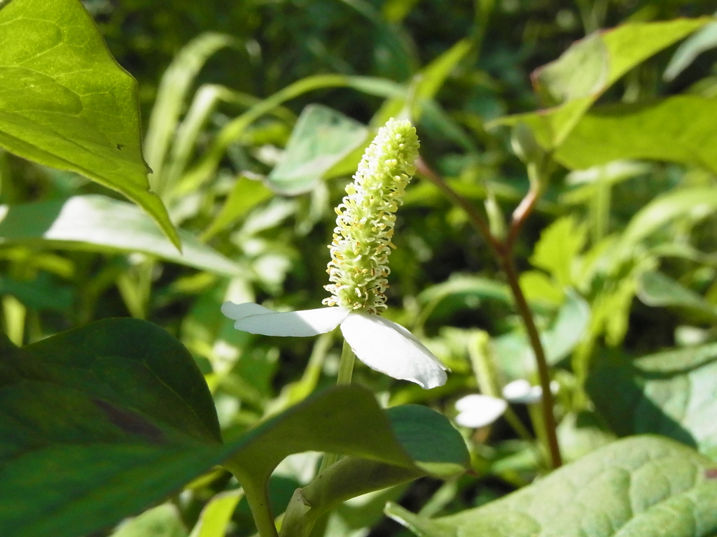 ドクダミの花。