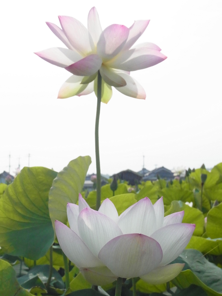 極楽浄土。