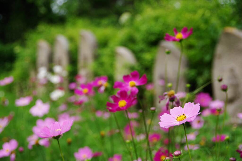 IMGP3281