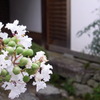 白い百日紅。