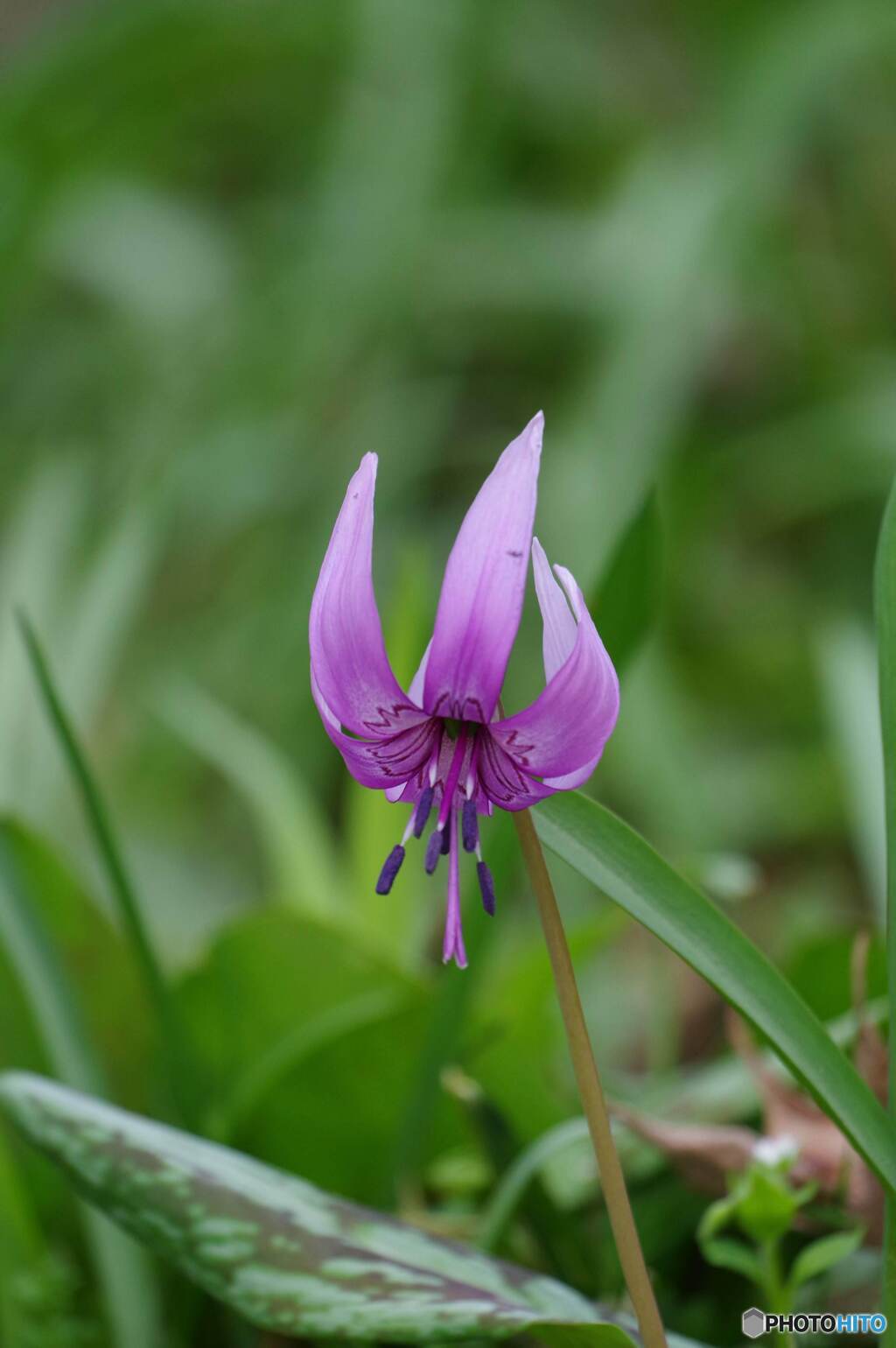 カタクリの花