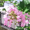 百日紅の花。