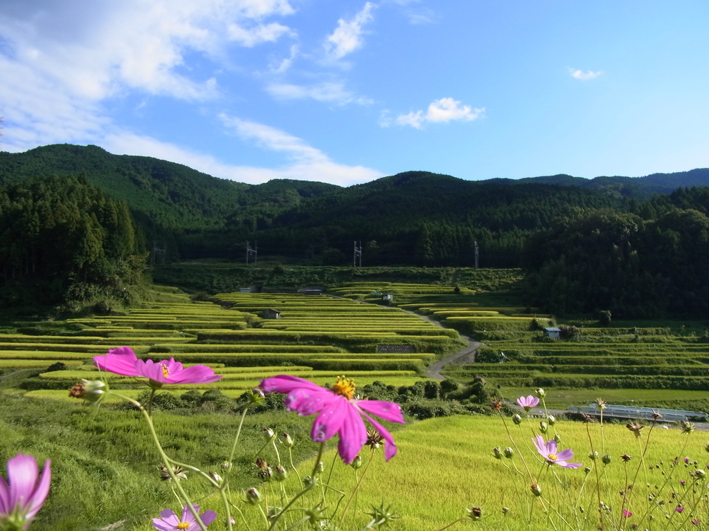 コスモスと棚田。