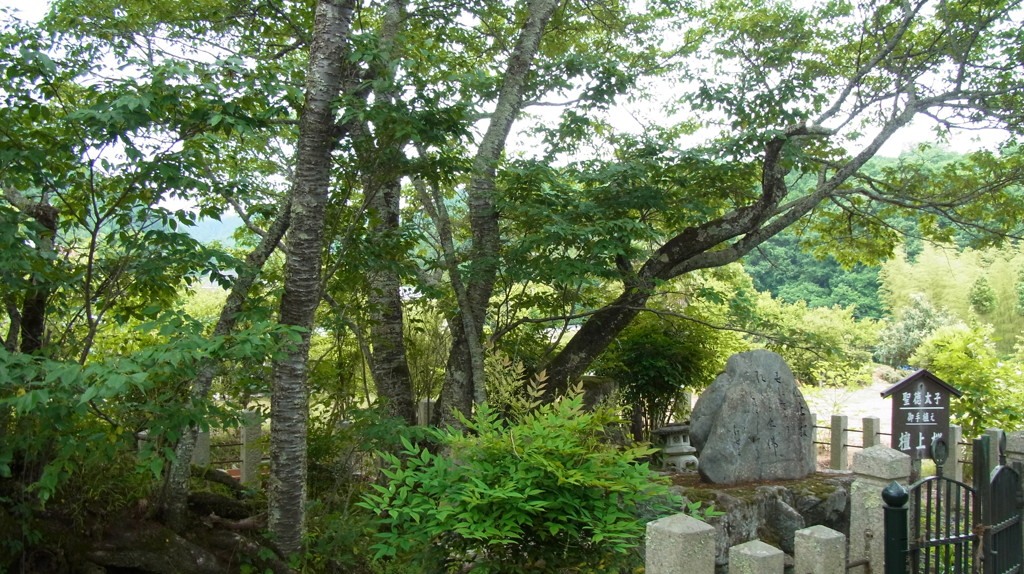 聖徳太子お手植えの桜。