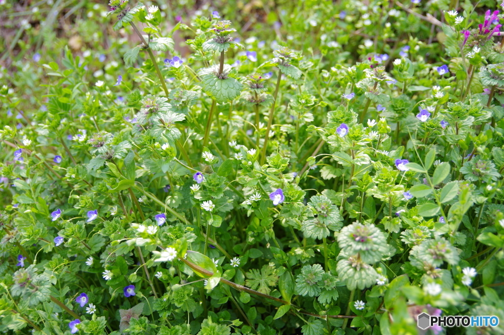 春の草花詰め合わせ