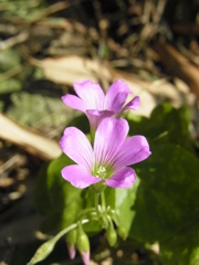 カタバミの花。