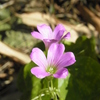 カタバミの花。