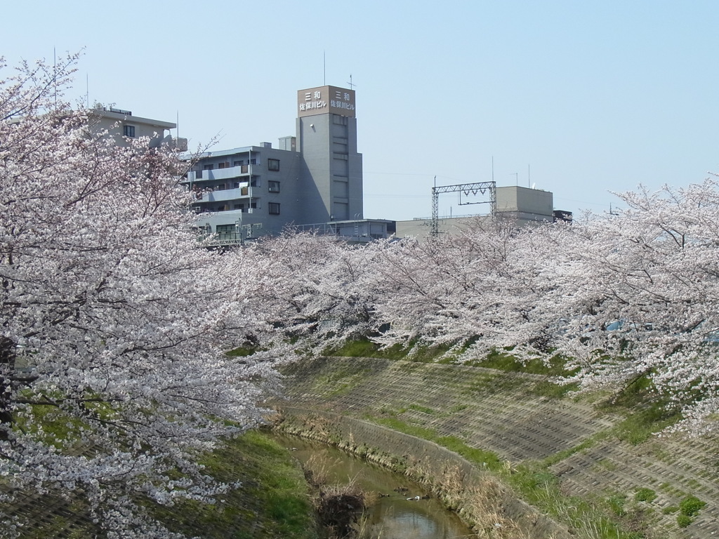佐保川の桜。