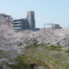 佐保川の桜。