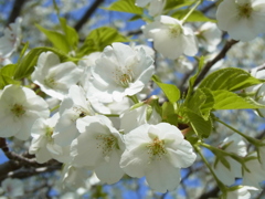 大島桜。