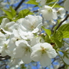大島桜。