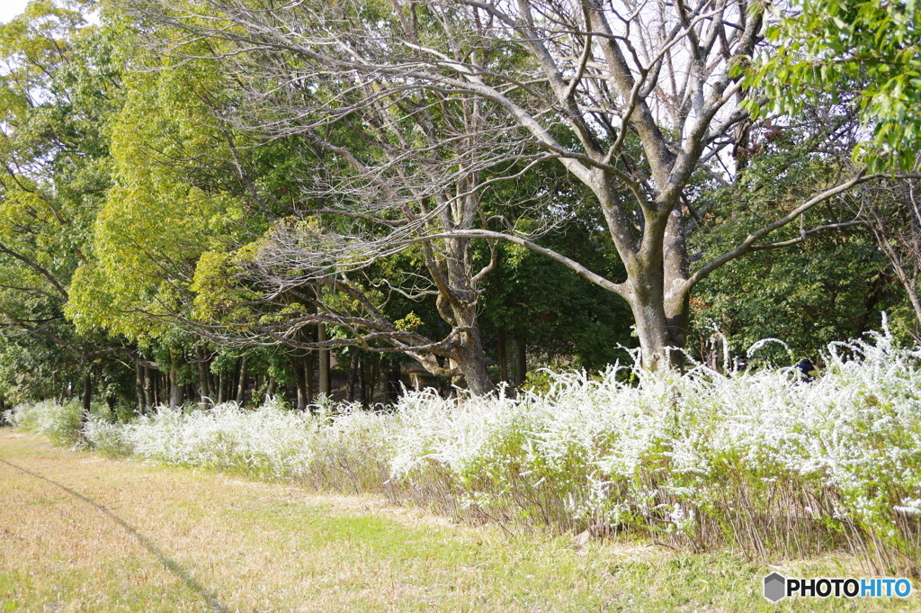 ユキヤナギの行列