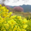 石舞台の菜の花。