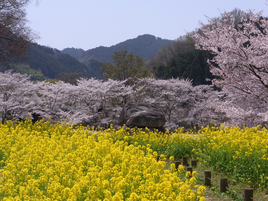 さくら　菜の花　石舞台