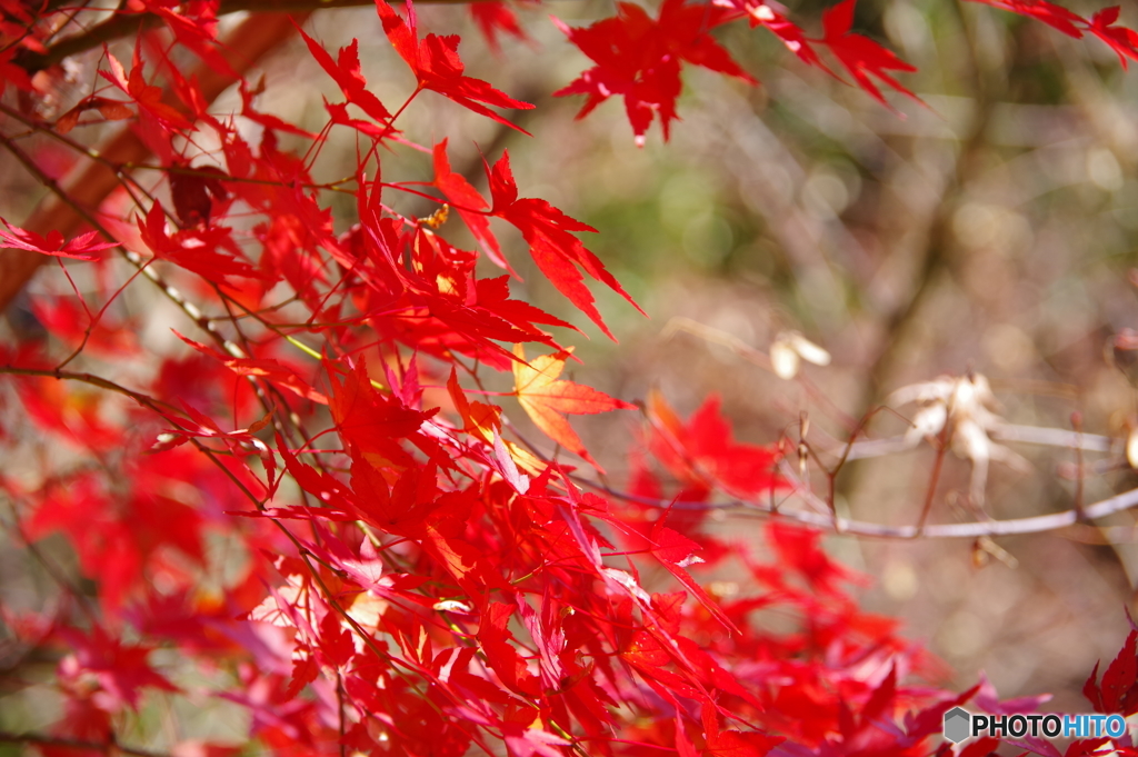 残り紅葉