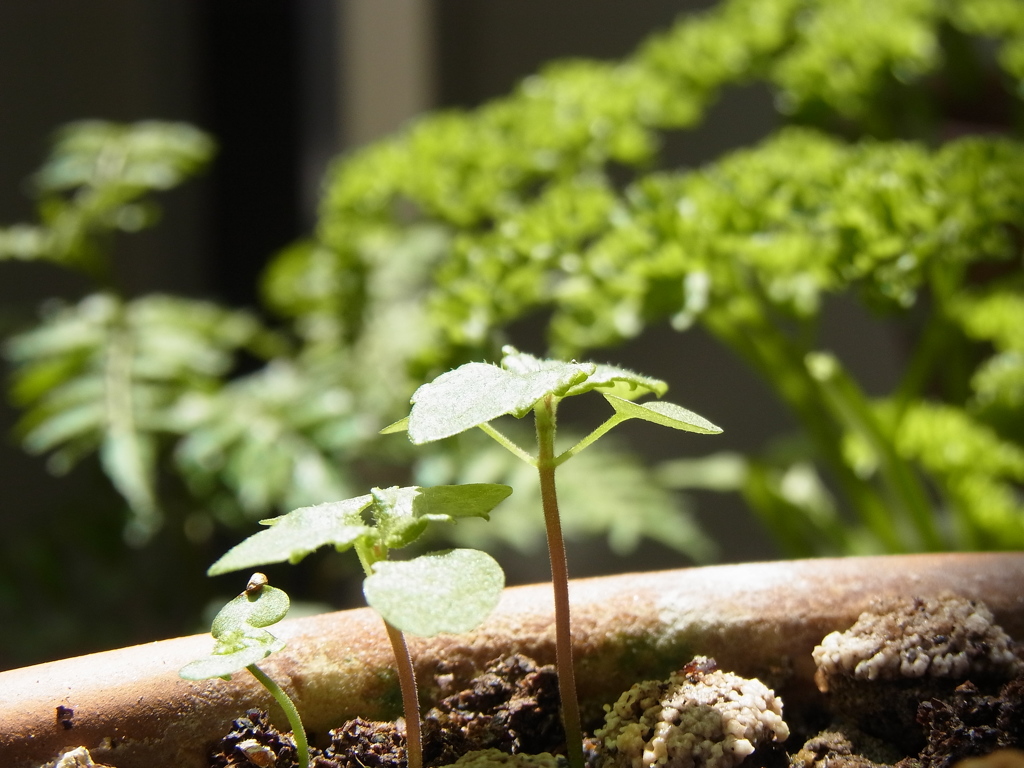 ベランダの中の森。