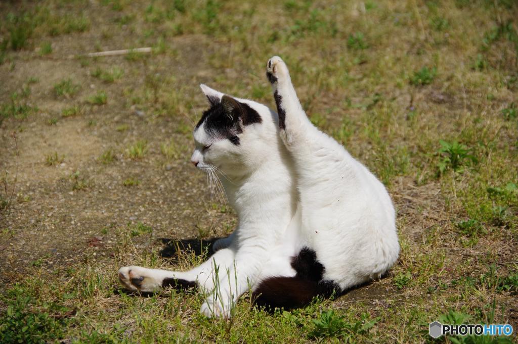 長岳寺の猫