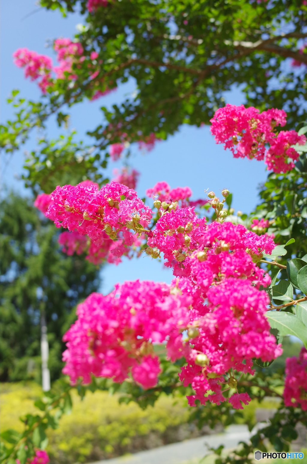 百日紅の花