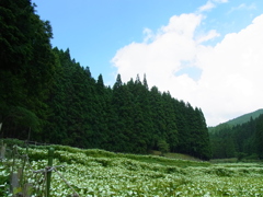 青空と半夏生。