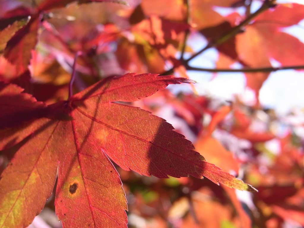 陽に透けた紅葉。