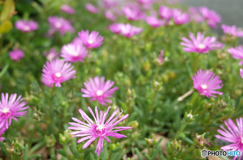 路傍の花