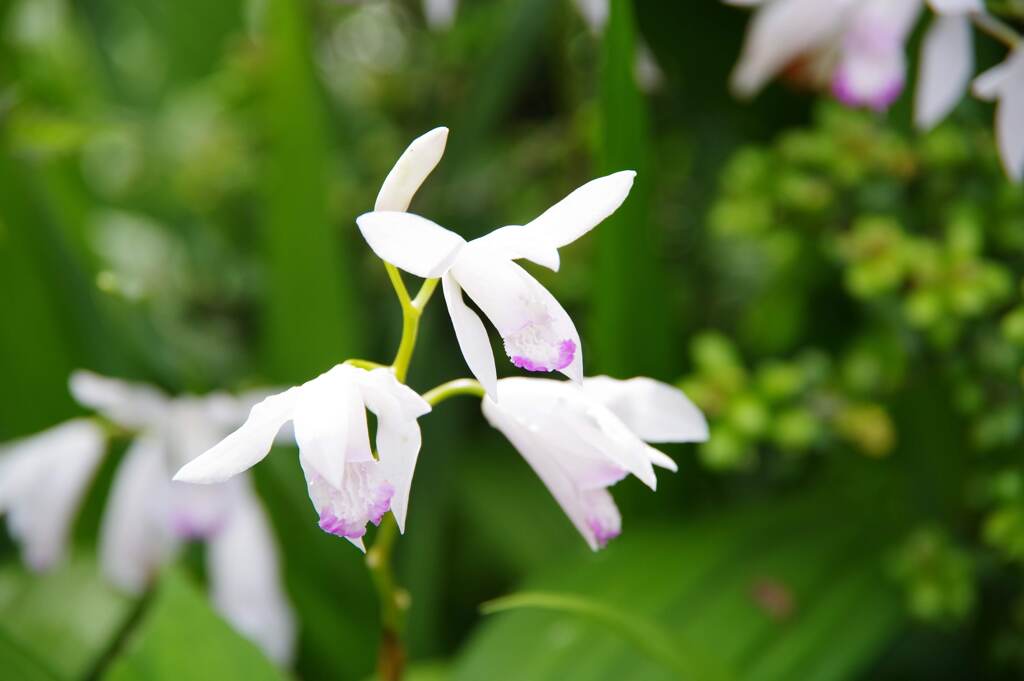 IMGP3199