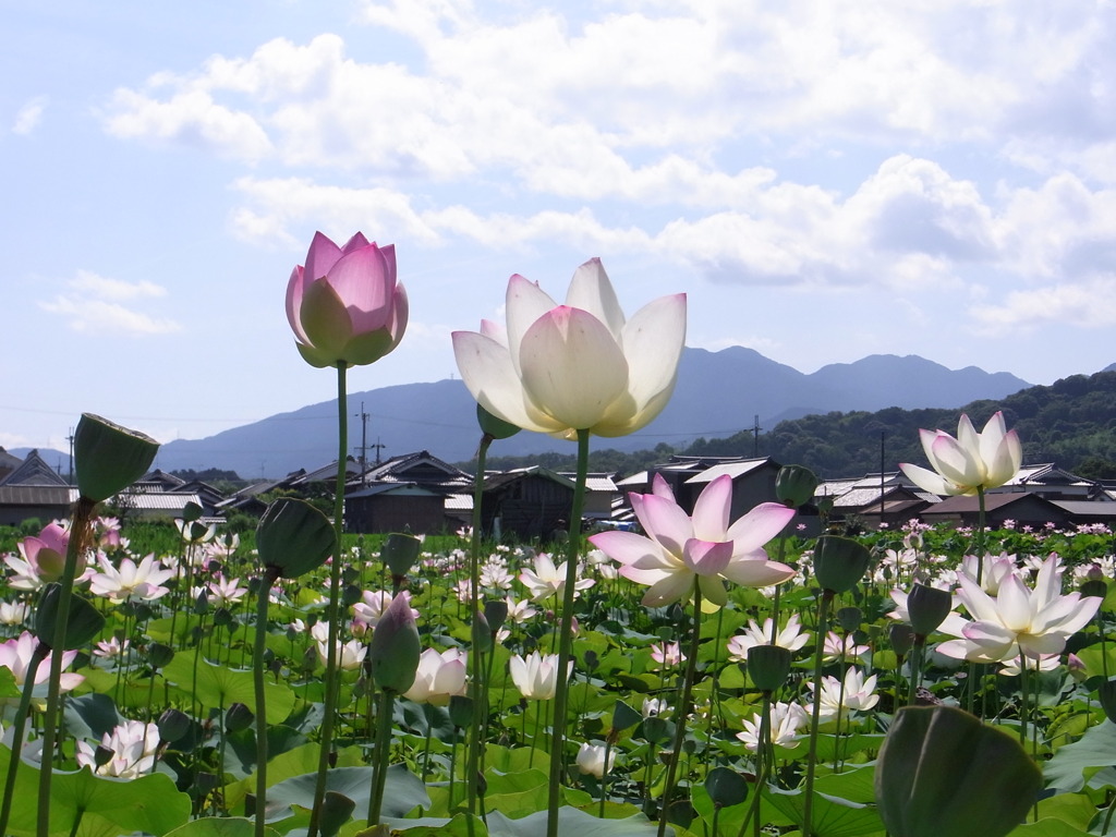 蓮の花～空に向かって～