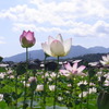 蓮の花～空に向かって～