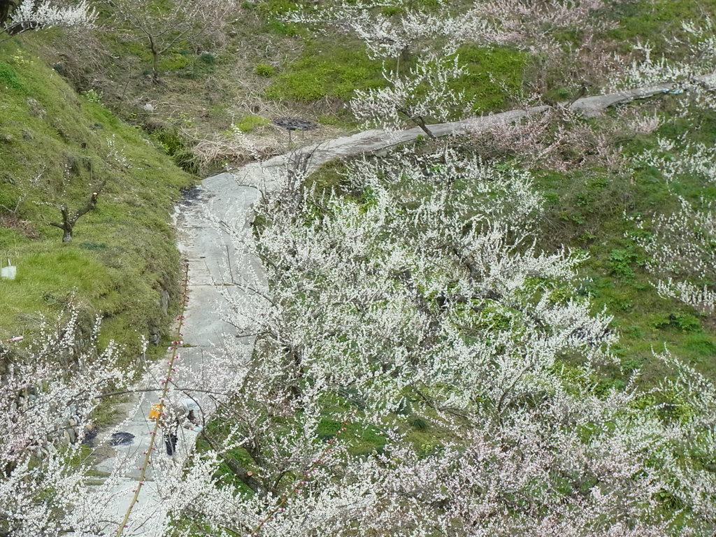 梅林　～賀名生の里～