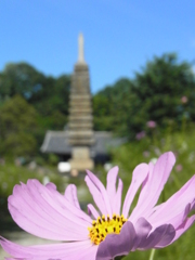 早咲きコスモスと十三重石宝塔。