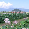 藤原宮跡　蓮の花２