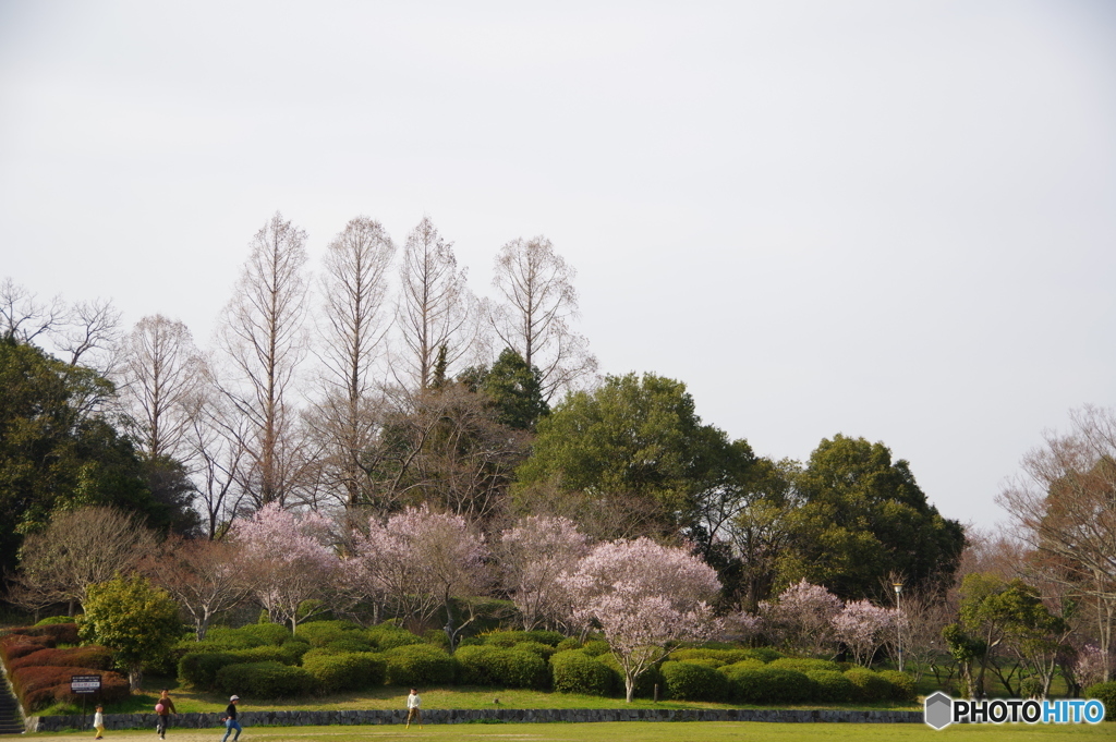 大和民俗公園の春