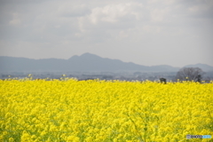 菜の花と二上山