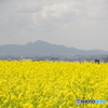 菜の花と二上山