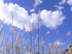 ススキと空