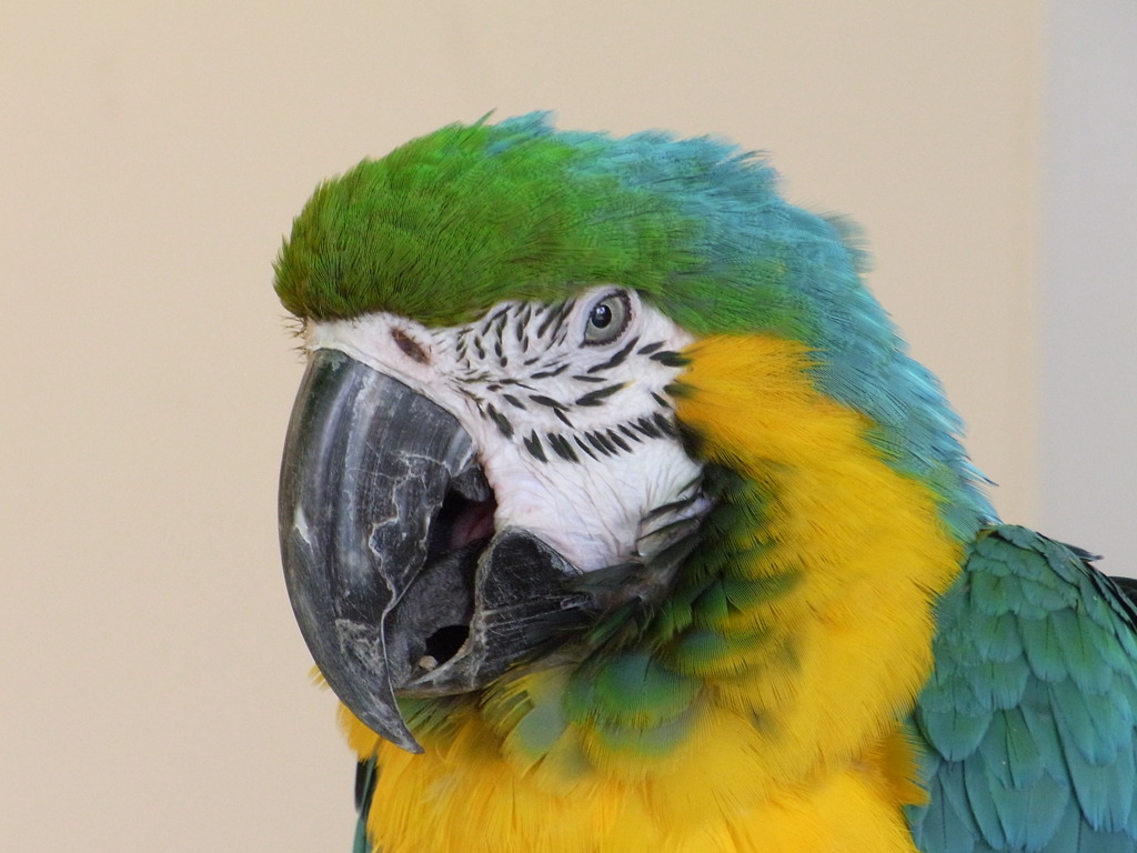 インコ。