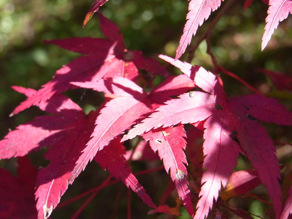 陽の当たる紅葉。